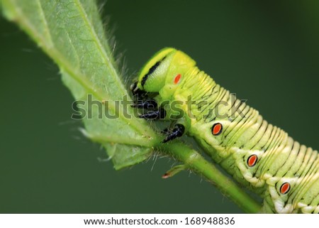 hawkmoth larvae on green leaf in the wild, north china
