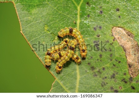 cute caterpillar on green leaf, closeup of photo