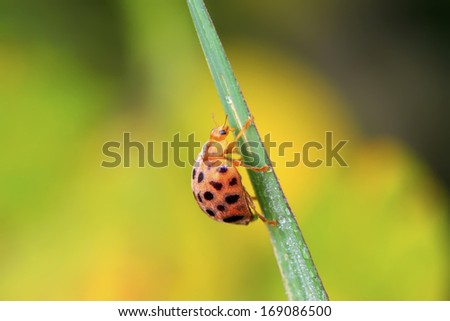 Ladybug on green leaf in the wild, north china