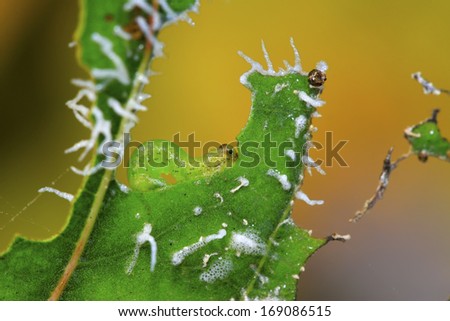 Sawfly larvae on green leaf in the wild