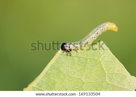 Sawfly larvae on green leaf in the wild