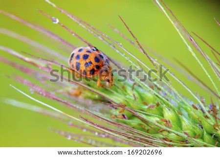 Ladybug on green leaf in the wild, north china