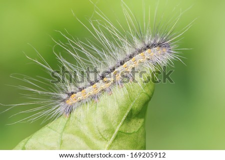 cute caterpillar on green leaf, closeup of photo