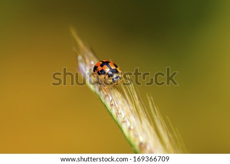 a kind of insects named ladybug on green plant in the wild, north china