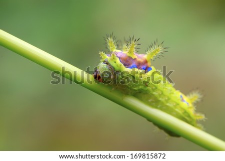 thorn moth larvae on a green leaf