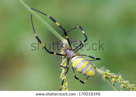 spiderfull of decorative pattern on plants, in the natural world