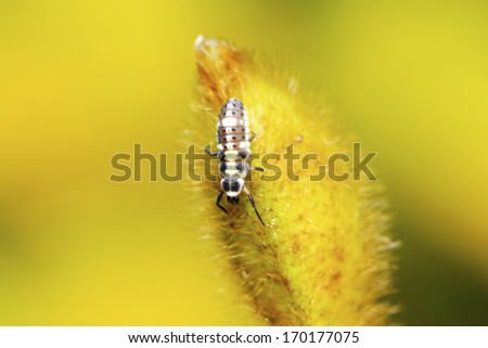 ladybug larvae on green plant in the wild, north china