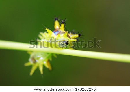 thorn moth larvae on a green leaf