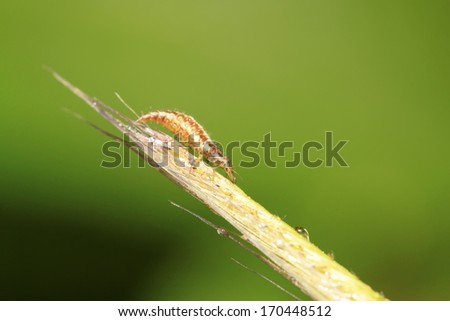 Big lacewing flies larvae - aphid lions on green leaf