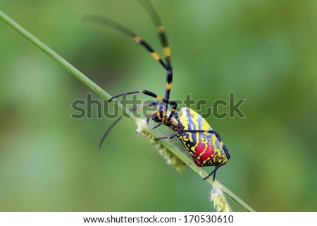 spiderfull of decorative pattern on plants, in the natural world
