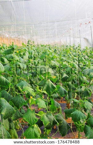 cucumber greenhouse indoor landscape, closeup of photo