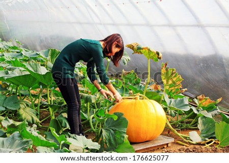 LUANNAN COUNTY, CHINA - JANUARY 15: Technical personnel looking carefully at the giant pumpkin, in a vegetable greenhouses, January 15, 2014,luannan county, hebei province, china.
