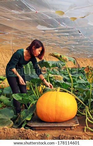 LUANNAN COUNTY - JANUARY 15: Technical personnel looking carefully at the giant pumpkin, in a vegetable greenhouses, January 15, 2014,luannan county, hebei province, china.