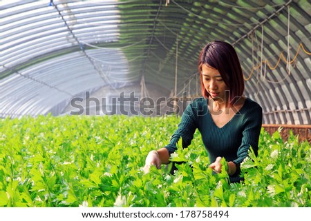 LUANNAN COUNTY - JANUARY 15: Technical personnel looking carefully at the celery, in a vegetable greenhouses, January 15, 2014,luannan county, hebei province, china.