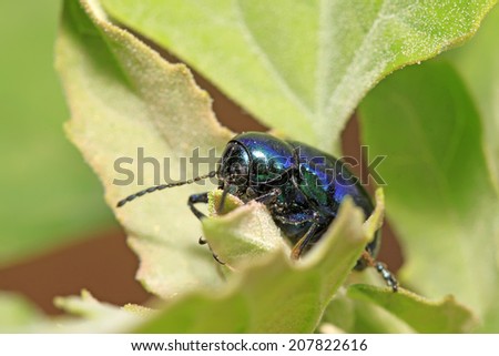 a kind of insects named beetle, on green leaf in the wild, north china