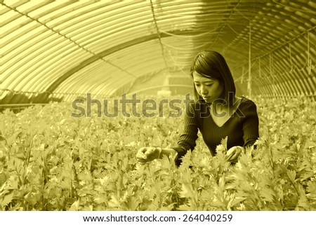 LUANNAN COUNTY - JANUARY 15: The technical personnel looking carefully at the celery, in a vegetable greenhouses, January 15, 2014,luannan county, hebei province, china.