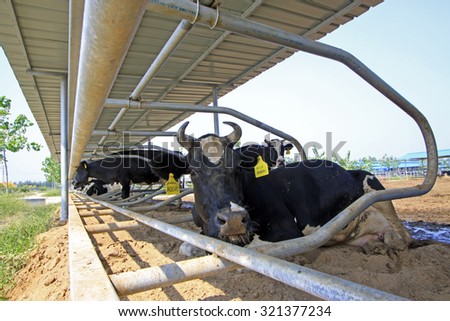 LUANNAN COUNTY - AUGUST 28: cow lying on the ground to rest in a farm, August 28, 2015, Luannan County, Hebei Province, China.
