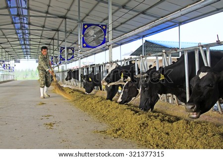 LUANNAN COUNTY - AUGUST 28: breeder cleaning cows feed in a farm, August 28, 2015, Luannan County, Hebei Province, China.