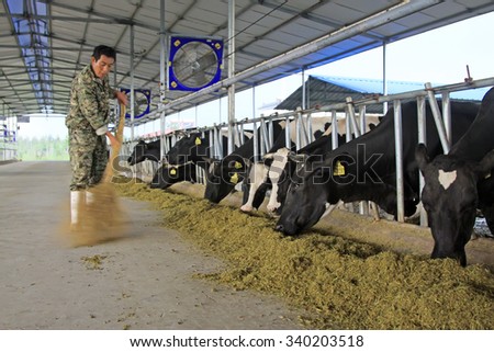 LUANNAN COUNTY - AUGUST 28: breeder cleaning cows feed in a farm, August 28, 2015, Luannan County, Hebei Province, China.