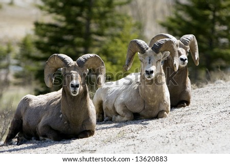 Group of sheep resting on a hill in Jasper National Park