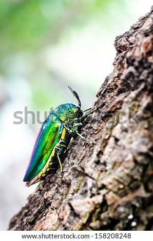Metallic wood-boring beetle