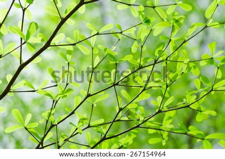 Beautiful Branches and leaves of background & texture of Terminalia ivorensis