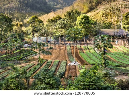 Agricultural Area - Countryside in South East Asia