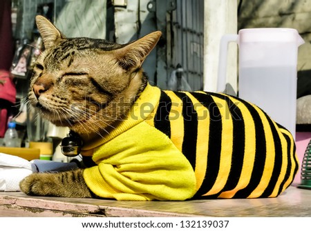 Kitten wearing a black and yellow Pullover