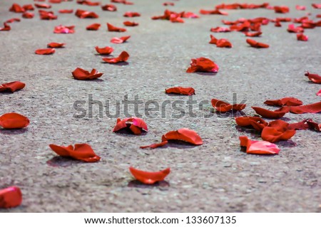 Red Rose Petals on the Floor