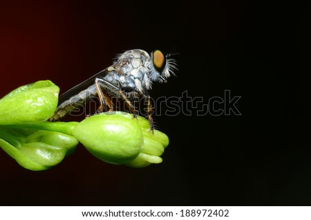 beutiful robber fly killing insect for food
