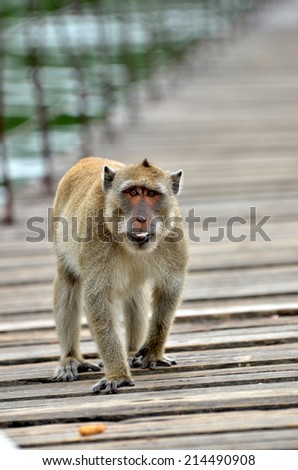 Monkey walking