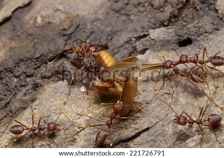 Ant colony were hunting in the woods.