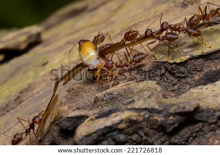 Ant colony in Thailand forest