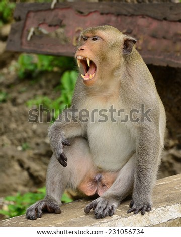 Animals, angry monkeys in TempleKhao Luang Cave