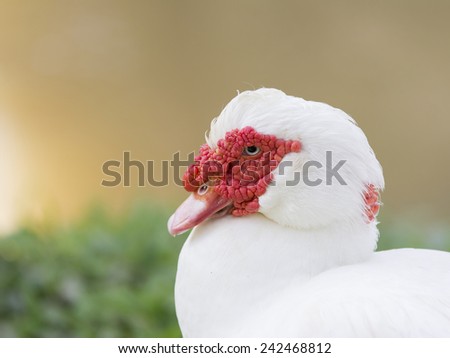 Communicates the mood and feel of a duck