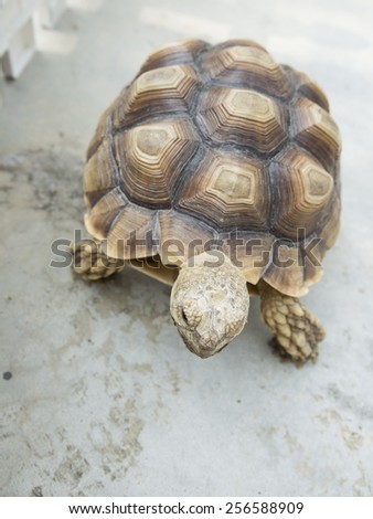 reptile turtle, desert animal, slow speed,