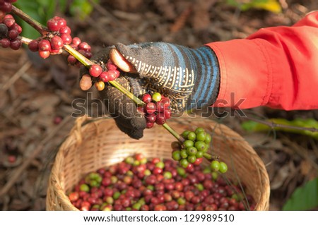 coffee berries beans harvested by hand