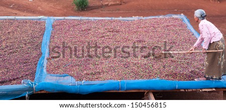 coffee farmer,drying red berries coffee in the sun