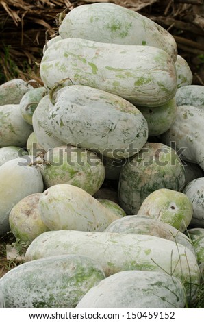 winter melons