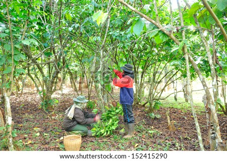 Coffee farmers are harvesting coffee berries.