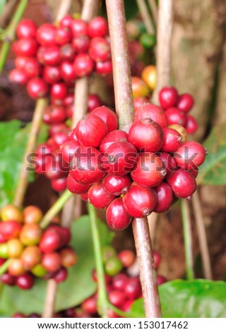 Robusta coffee berries on branches.