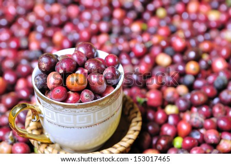 Robusta coffee berries in a cup.