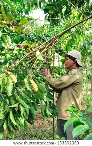 SALAVAN,LAO P D R - MARCH 2 ; Unidentified coffee farmer is harvesting coffee berries in his coffee farm at vangyawn village,March 2,2013,Lao Ngam,Salavan, Lao p d r