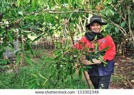 SALAVAN,LAO P D R - MARCH 2 ; Unidentified woman is harvesting coffee berries in her coffee farm at vangyawn village,March 2,2013,Lao Ngam,Salavan, Lao p d r