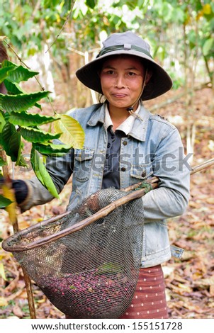 SALAVAN, LAO PDR - FEBRUARY 2: Unidentified coffee farmer is harvesting coffee berries in her coffee farm at Vangyawn village, February 2, 2013, Lao Ngam, Salavan, Lao PDR.