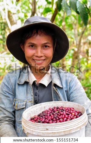 Salavan, Lao Pdr - February 2: Unidentified Coffee Farmer Is Showing Coffee Berries In Her Coffee Farm At Vangyawn Village, February 2, 2013, Lao Ngam, Salavan, Lao Pdr.