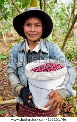 SALAVAN, LAO PDR - FEBRUARY 2: Unidentified coffee farmer is showing coffee berries in her coffee farm at Vangyawn village, February 2, 2013, Lao Ngam, Salavan, Lao PDR.