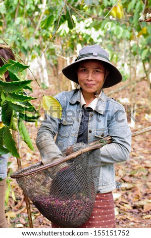 Salavan, Lao Pdr - February 2: Unidentified Coffee Farmer Is Harvesting Coffee Berries In Her Coffee Farm At Vangyawn Village, February 2, 2013, Lao Ngam, Salavan, Lao Pdr.