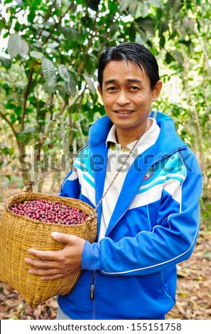 SALAVAN, LAO PDR - FEBRUARY 2: Unidentified coffee farmer is harvesting coffee berries in his coffee farm at Vangyawn village, February 2, 2013, Lao Ngam, Salavan, Lao PDR.