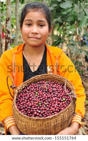 Salavan, Lao Pdr - February 2: Unidentified Coffee Farmer Is Harvesting Coffee Berries In Her Coffee Farm At Vangyawn Village, February 2, 2013, Lao Ngam, Salavan, Lao Pdr.
